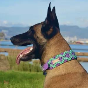 Cover image for Online course Profitable Pet Collars Business​ - 22 step-by-step models with video lessons and PDF handouts