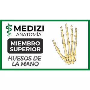 Imagen de portada para Ebook Anatomía de Miembro Superior - Huesos de la mano