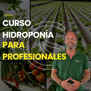 Imagen de portada para Curso online Curso de Hidroponía para Profesionales