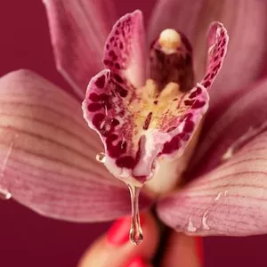 Imagen de portada para Curso online Squirt 101: Tu guía paso a paso