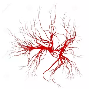 Imagem de capa para o Curso online Visão vascular