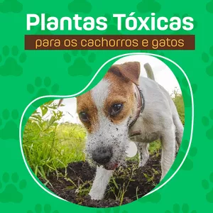 Imagem de capa para o Ebook eBook Plantas Tóxicas para Cães e Gatos