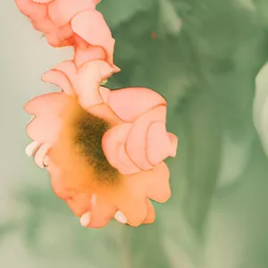 Imagen de portada para Curso online Fondo "Jardín", de la línea de fondo de MERUHU.OK