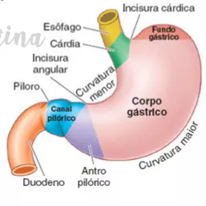 Imagem de capa para o Ebook Sistema digestório superior