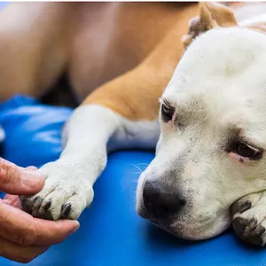 Imagem de capa para o Ebook Guia Completo para Cuidar de Pets com Artrite