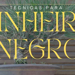 Imagem de capa para o Ebook Pinheiro Negro Japonês (Kuromatsu) - Aula em PDF