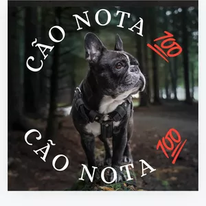 Imagem de capa para o Curso online CÃO NOTA 100