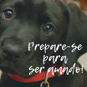 Imagem de capa para o Ebook Guia Definitivo Para Ser Amado Pelo Seu Cachorro 