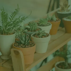 Imagem de capa para o Ebook Temperos na janela