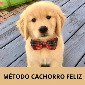 Cover image for Online course Adestrador Cachorrinho Feliz
