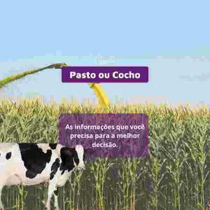 Pasto x Cocho - Qual decisão tomar?
