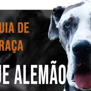 Imagem de capa para o Ebook Guia de raça para seu Dogue Alemão 