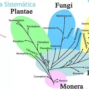 Imagem de capa para o Curso online Tudo que você precisa saber para o ENEM: Taxonomia e Sistemática