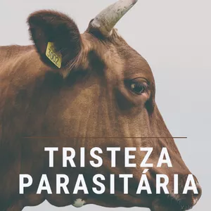 Imagem de capa para o Ebook E-book Doenças na Bovinocultura- Edição Tristeza Parasitária
