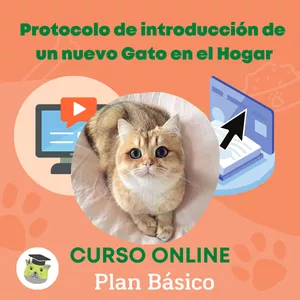 Imagen de portada para Curso online Protocolo de introducción de un nuevo Gato en el Hogar