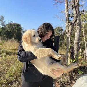 Imagem de capa para o Curso online "Adestramento Básico para Cãezinhos - Comandos Essenciais para uma Vida Feliz e Obediente"