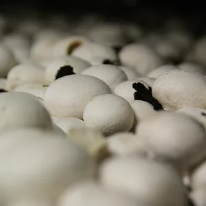 Imagem de capa para o Curso online Ecossistema de Negócios de Fungicultura - Avançado