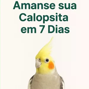 Imagem do curso COMO AMANSAR A SUA CALOPSITA EM 7 DIAS