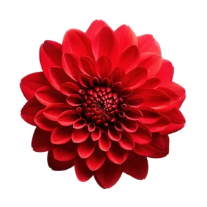 Imagem de capa para o Curso online Ativação Flor Vermelha da Abundância