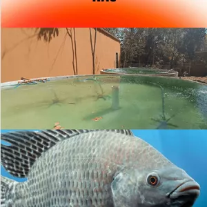 Imagem de capa para o Ebook Produção de Tilápia no Sistema RAS 