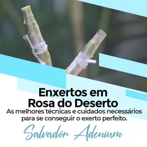 Imagem de capa para o Curso online CURSO 7 Como fazer enxertos em rosas do deserto