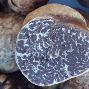 Imagem de capa para o Curso online Curso de Faro de Tartufo (TRUFA BRASILEIRA)