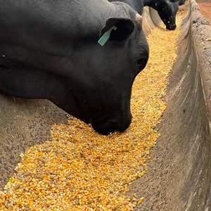 Imagem de capa para o Curso online Simulador Confinamento Grão Inteiro 