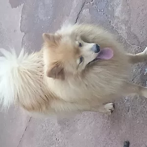 Imagem de capa para o Curso online Animais e Sia 