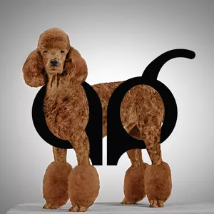 Imagen de portada para Curso online Estética canina y emprendedurismo