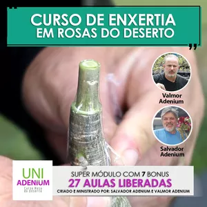 Imagem de MINI CURSO DE ENXERTIA EM ROSAS DO DESERTO - MÉTODO DO PRODUTOR criado por UniAdenium - Curso de Rosa do Deserto na hotmart