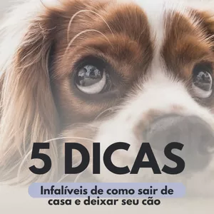 Imagem de capa para o Ebook 5 Dicas infalíveis de como sair de casa e deixar seu cão tranquilo, seguro e feliz