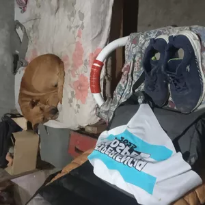 Imagen de portada para Ebook Descubre la Zapatilla 'Yo soy El Que Soy' de IRUN