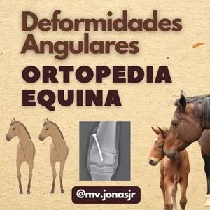 Imagem de capa para o Ebook Resumo Cirurgia de Grandes Animais: Deformidades Angulares em Equinos
