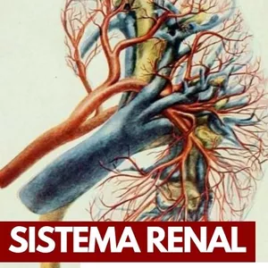 Imagem de capa para o Ebook Sistema Renal