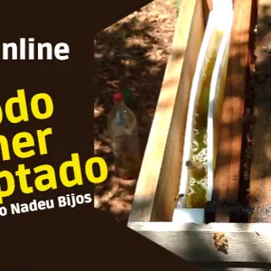Imagem de capa para o Curso online Método Palmer Adaptado