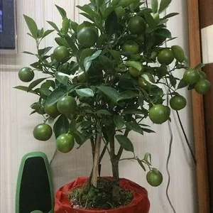 Imagen de portada para Ebook Curso de Árboles Frutales en Maceta