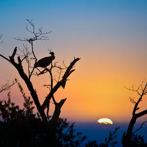 Cover image for Online course Introduction to Iyami, Our Mothers