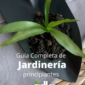 Imagen de portada para Curso online Guía Completa de Jardinería para Principiantes