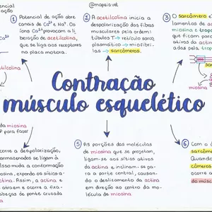 Imagem principal do produto Sistema Muscular Mapeado