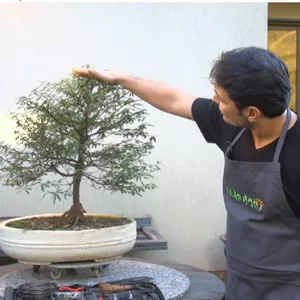 Imagem de capa para o Curso online Bonsai Avançado - Manuteção, Reestilização e Transplante