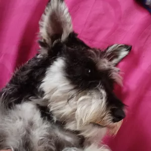 Imagen de portada para Curso online Accesorios para mascotas 