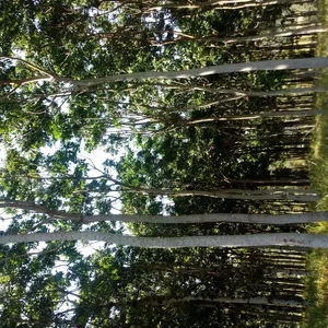 Imagem de capa para o Curso online Curso de Mogno Africano - Planejamento Florestal