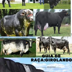 Imagem de capa para o Ebook Guia de raça:Girolando
