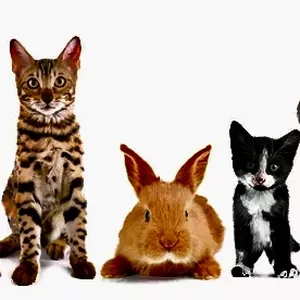 Cover image for Online course Marketing digital  