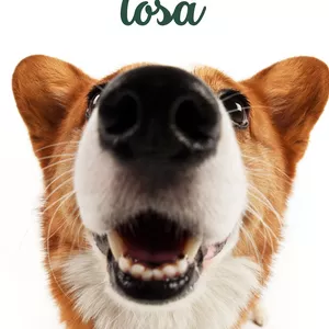 Imagem do curso Banho e Tosa do Zero