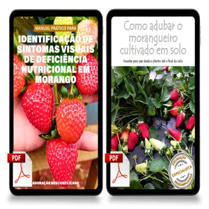 Imagem de capa para o Ebook [Morangos] Livro Digital | 2 unidades | Como adubar o morangueiro em solo + Manual prático para identificação de sintomas visuais de deficiência nutricional em morango