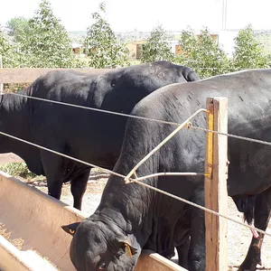 Imagem de capa para o Curso online Planilha Protocolo de Adaptação e Engorda - Confinamento Grão Inteiro