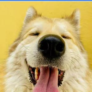 Imagem de capa para o Ebook Descubra o Significado de um Adestramento Eficaz Para o Seu Pet