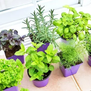 Imagem de capa para o Ebook (COMBO) Guia de Cultivo de Plantas Medicinais + Orientações e Preparos de Remédios Naturais