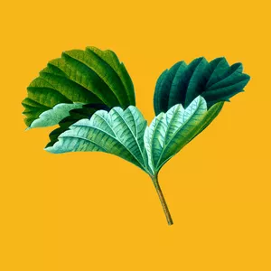 Imagem de capa para o Serviço online Introdução á jardinagem- Do quintal ao apê.